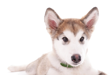 Portrait of Malamute puppy isolated on white