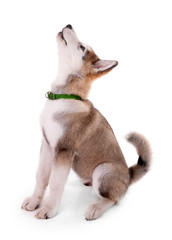 Cute Malamute puppy looking up isolated on white