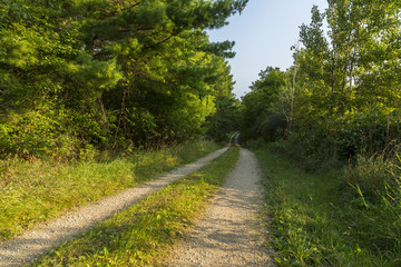 Obraz premium Road In Woods