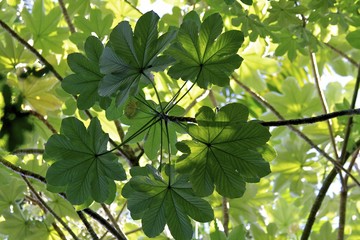 Fairchild tropical botanic garden, tree