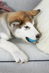 Cute Alaskan Malamute puppy with toy ball on sofa, close up