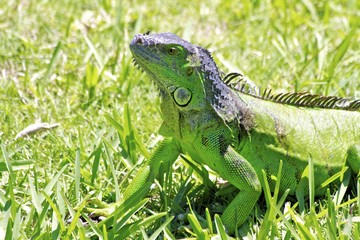 Green Iguana at the fairchild gardens