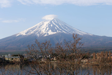Cherry blossoms is not blooming and view of Mount Fuji.