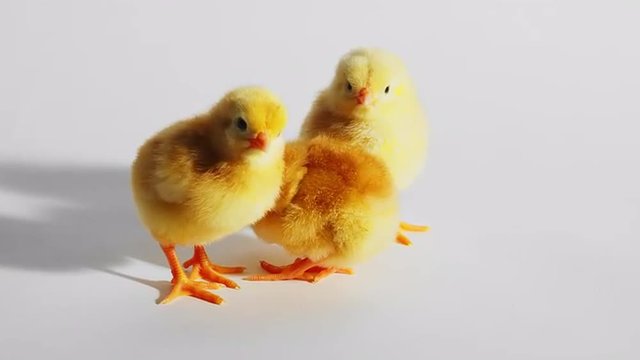 Baby chicks stand together on a white background