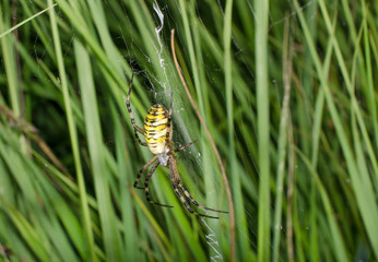 Wespenspinne im Gras