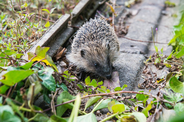 Young hedgehog in garden