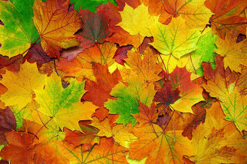 Naklejka na ściany i meble autumn colorful leaves background