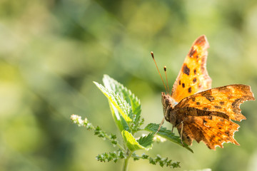 Orange butterfly on top of a green stinging nettle
