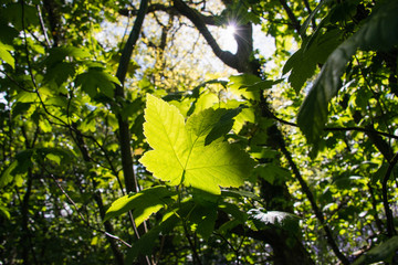 Leaf on a tree illuminated by the sun