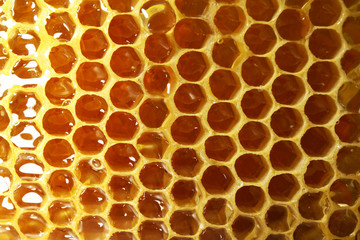 Fresh honeycomb background