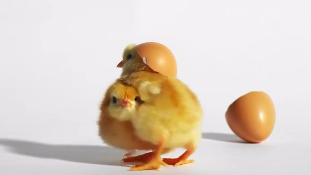 Baby chicks play with an eggshell on a white background
