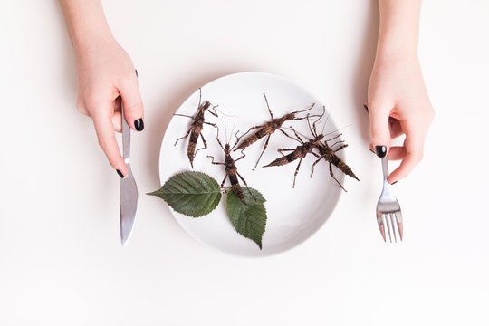 Plate full of insects in insect to eat restaurant