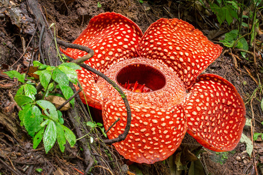 Fototapeta Rafflesia, the biggest flower in the world, Sumatra, Indonesia