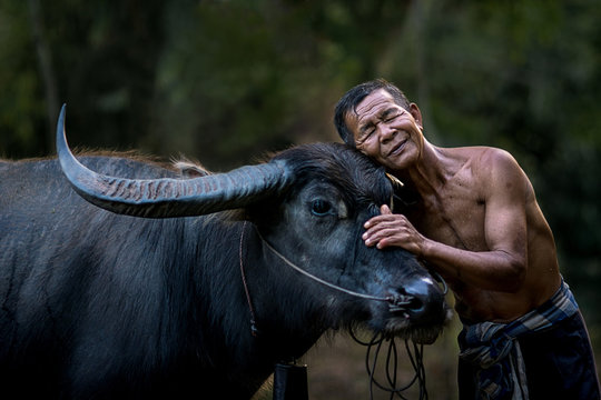 The bond between farmer and his buffalo.