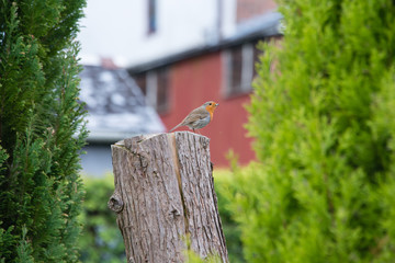 A robin sitting on a tree stump in a garden in the UK