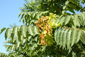 Beautiful green tree outdoors