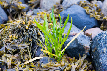 Flower on stones with seaweed