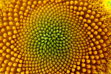 Beautiful bright sunflower close up