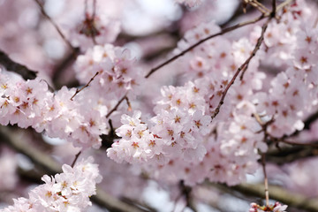 Sakura flower or cherry blossoms.