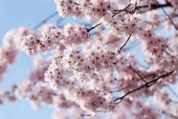 Sakura flower or cherry blossoms.