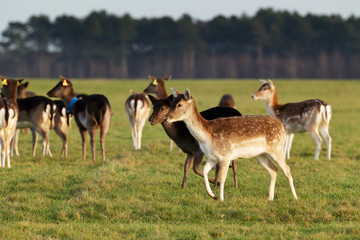 Naklejka na ściany i meble A herd of deer in the Phoenix Park in Dublin, Ireland, one of the largest walled city parks in Europe of a size of 1750 acres