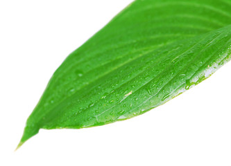 Fototapeta na wymiar Fresh green leaf with drops on nature background