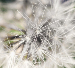Fototapeta na wymiar macro of sfot white dandelion