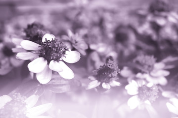Blur background,Beautiful flowers made with color filters, soft