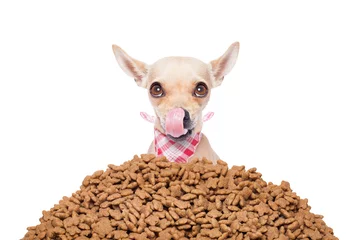 Stickers pour porte Chien fou Hungry chihuahua dog