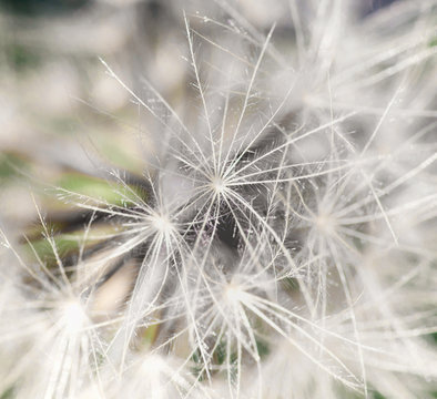 macro of sfot white dandelion