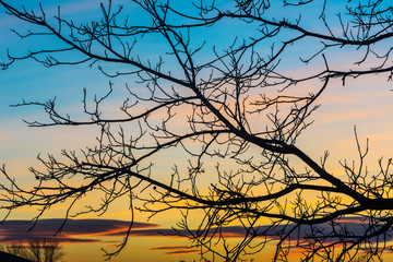 Branches of a tree at sunset