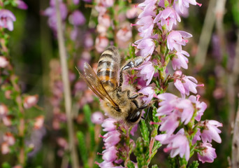 fleissige Biene auf Heide