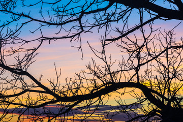 Branches of a tree at sunset