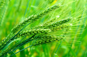 green wheat field © sanmartial