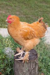 Rooster cock at farm