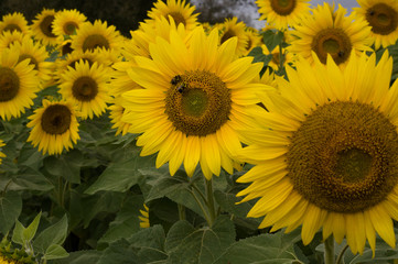 Naklejka premium Sunflower Bloom with Bees
