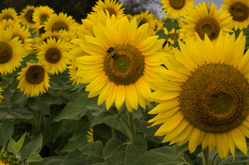 Fototapeta na wymiar Sunflower Bloom with Bees