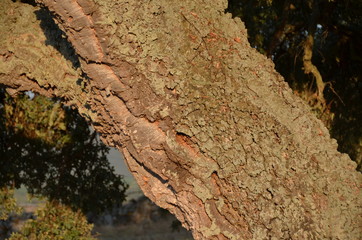cork oak bark detail, sardinia, italy