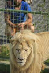 White Lion