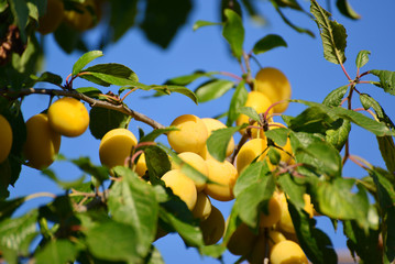 Harvest ripe yellow plums on  tree