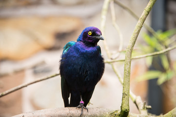 Purple starling