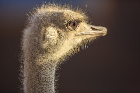 portrait of an ostrich