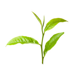 green tea leaf isolated on white background