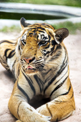 Fototapeta na wymiar Bengal tiger in a zoo in Million Years Stone Park in Pattaya, Thailand