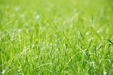 grass at the park