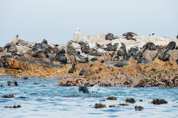 Cape fur seals in Gansbaai