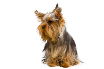 Yorkshire terrier