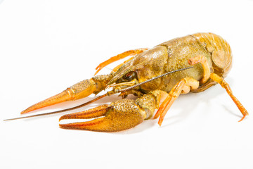 Crayfish on a white background