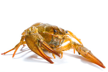 Crayfish isolated
