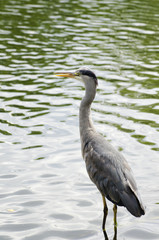 Grey Heron